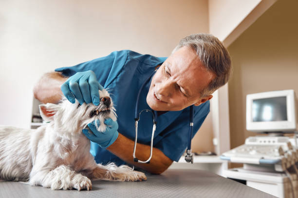 Best Emergency Dentist for Knocked-Out Tooth in Landisville, PA
